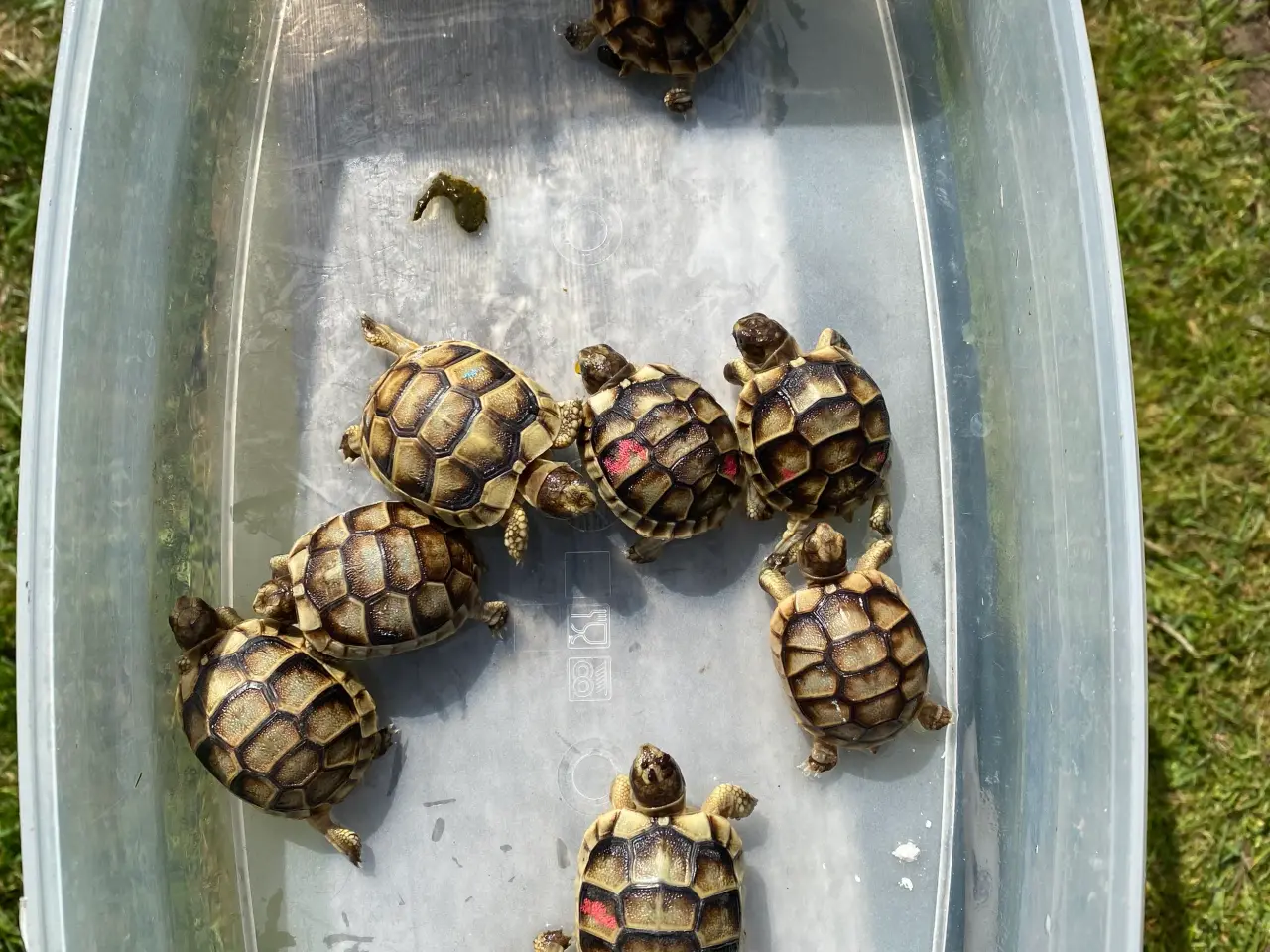 Billede 4 - Landskildpadde