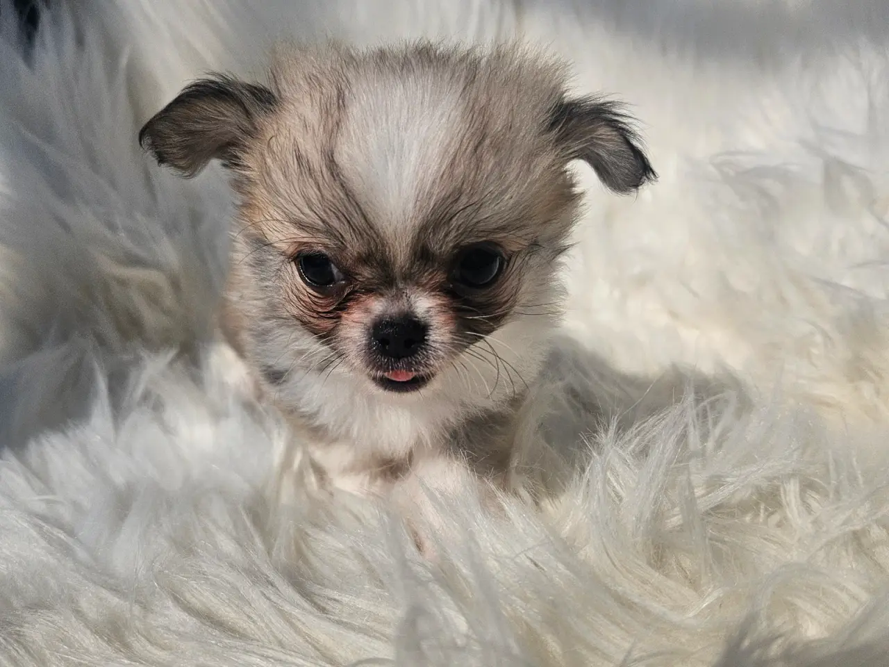 Billede 3 - Lille chihuahua drenge