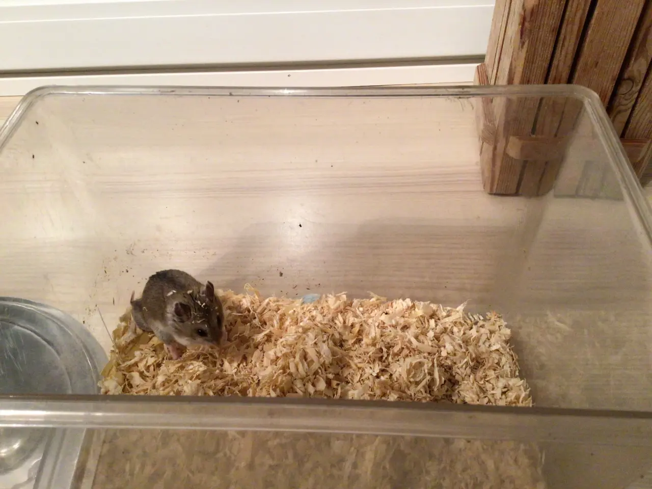 Billede 2 - Kinesisk han hamster