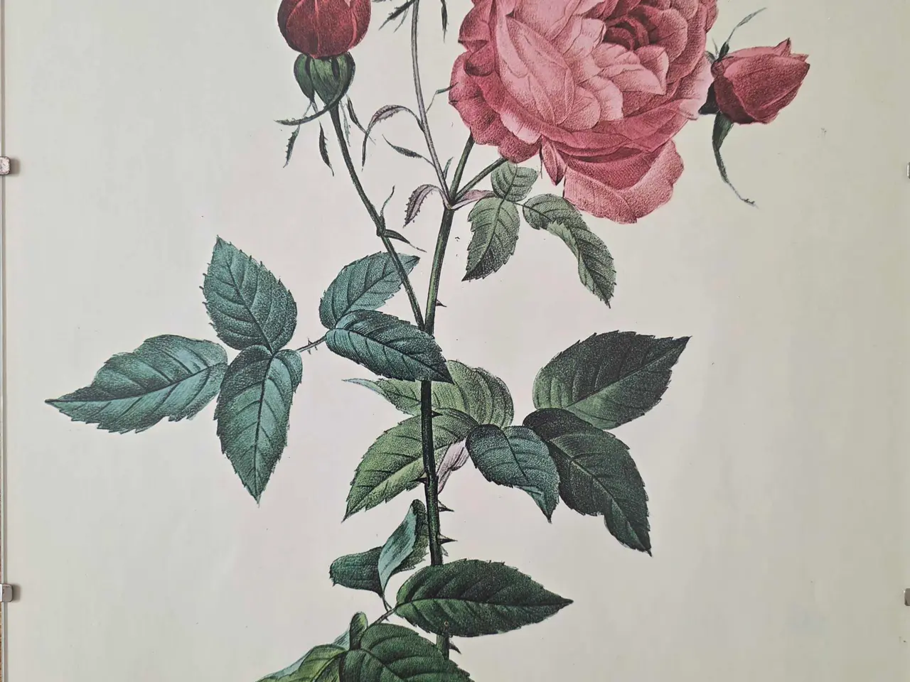 Billede 5 - 5 stk. Flora Danica billeder i skifterammer