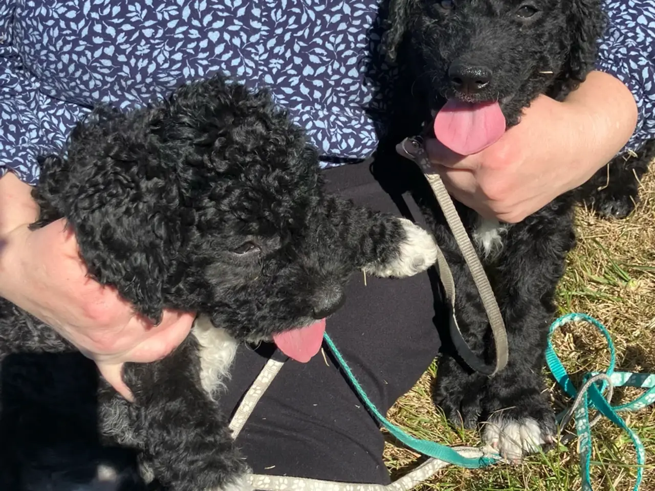 Billede 8 - Lagotto Romagnolo/Curly Coatted Retriever 