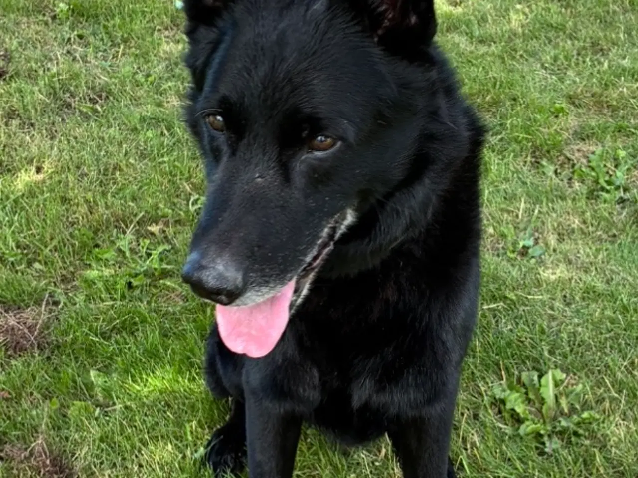 Billede 2 - Labrador og Malinois blandning