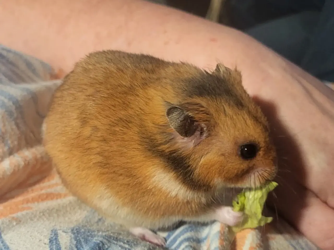 Billede 2 - Guldhamster
