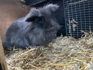 2 løvehoveder søger nyt hjem
