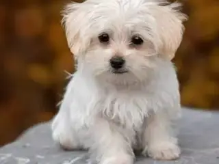 Søger lille hund