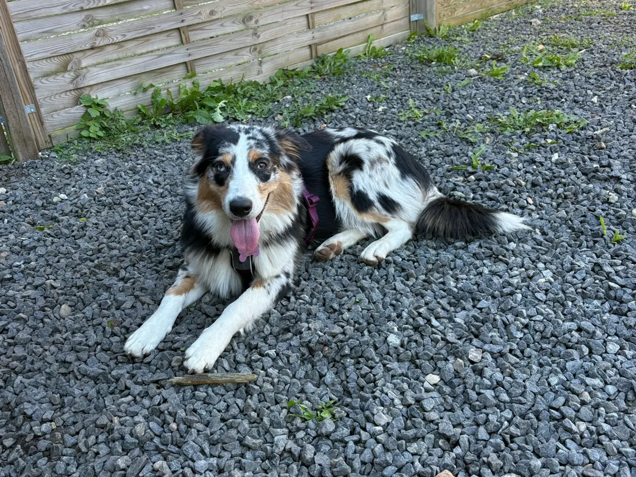 Billede 2 - Australian Sheperd