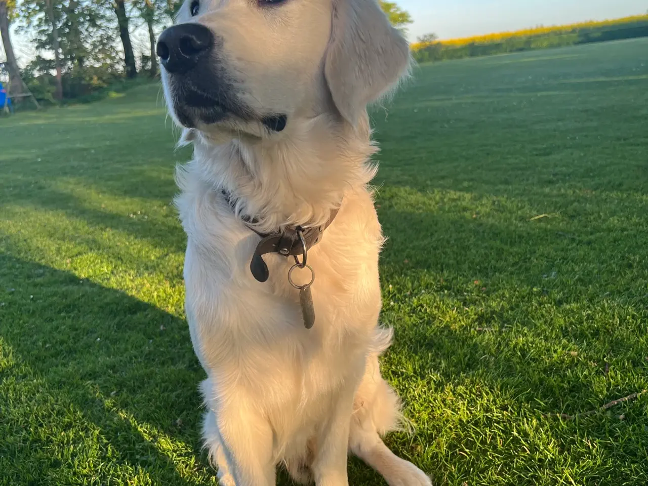 Billede 10 - Hvalpe, Golden retrievere