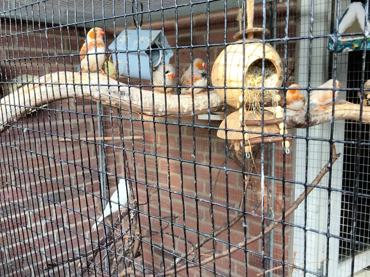 Billede 4 - Zebrafinke og undulater