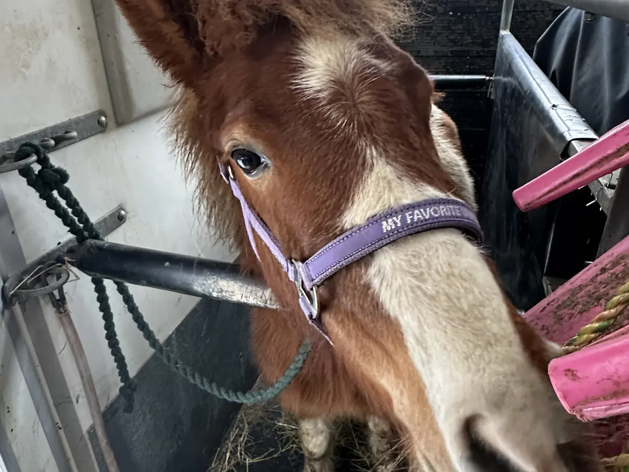 Billede 1 - Super sød shetlands hoppe på snart 3 år