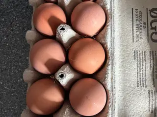 Rugeæg fra blandet flok