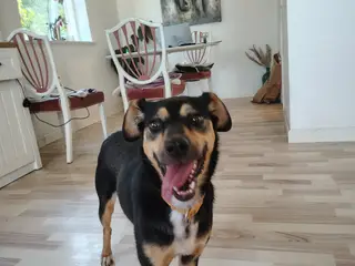 Søde Lulu til salg