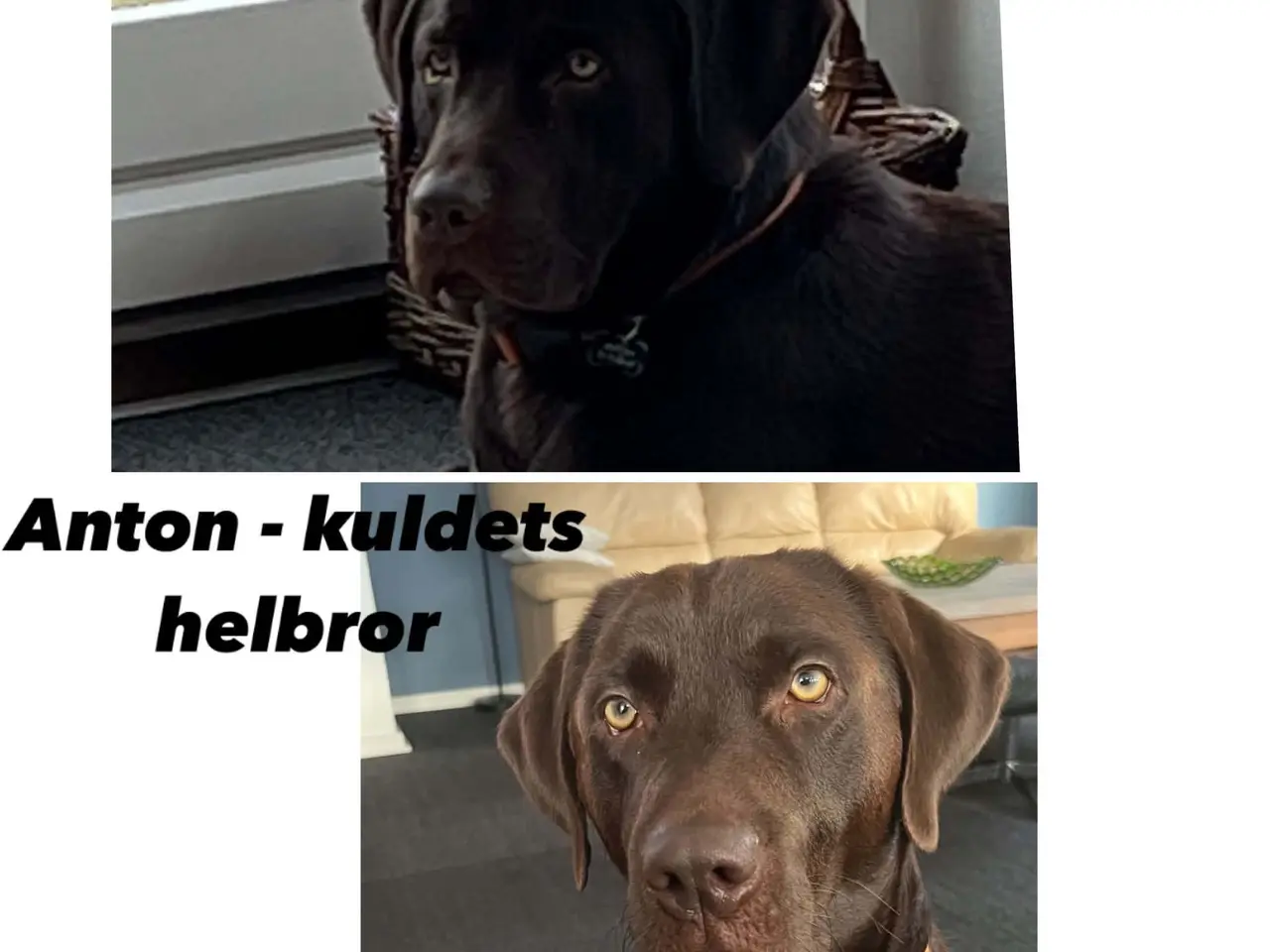 Billede 10 - ægte brune Labrador hvalpe sælges