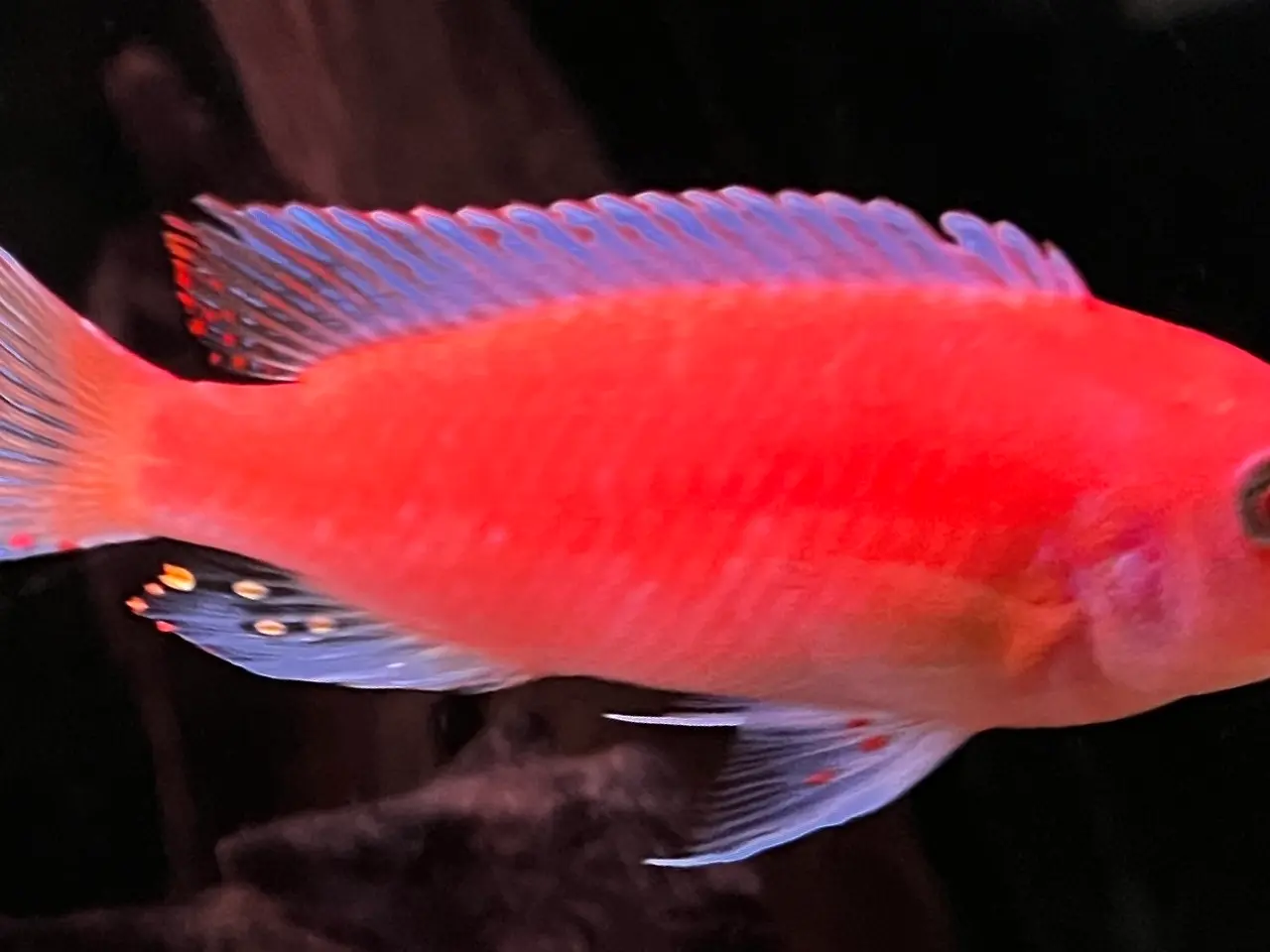 Billede 1 - F2 Maylandia Estherae Red Zebra 6 stk for 500kr