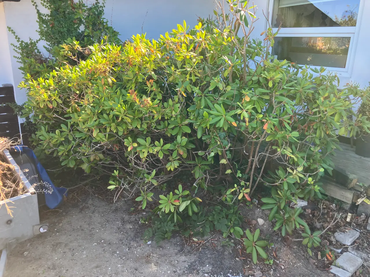 Billede 1 - Rhododendron