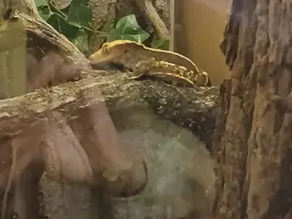 flot kronegekko han