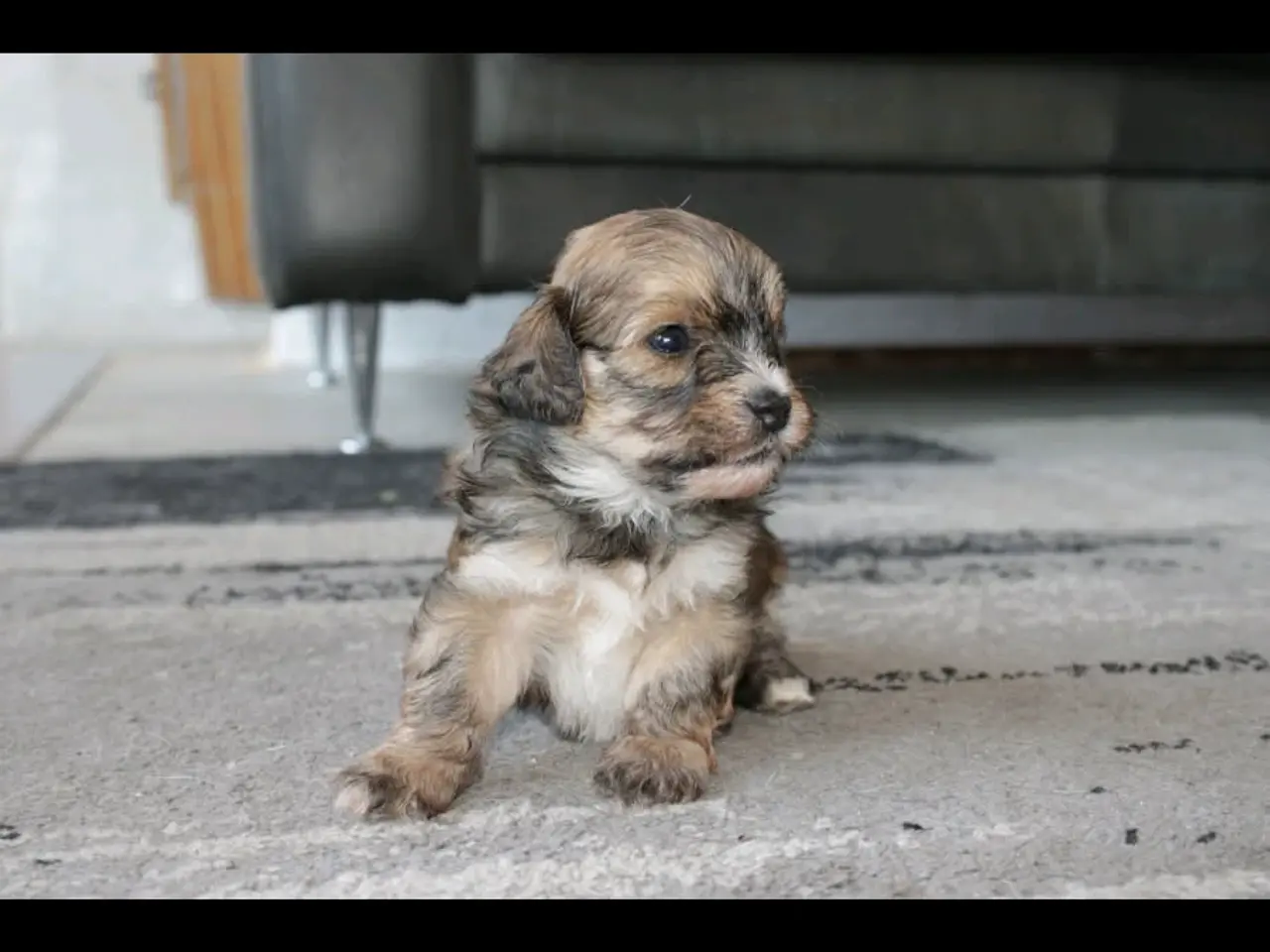 Billede 11 - Shih-poo søger deres næste hjem ❤️