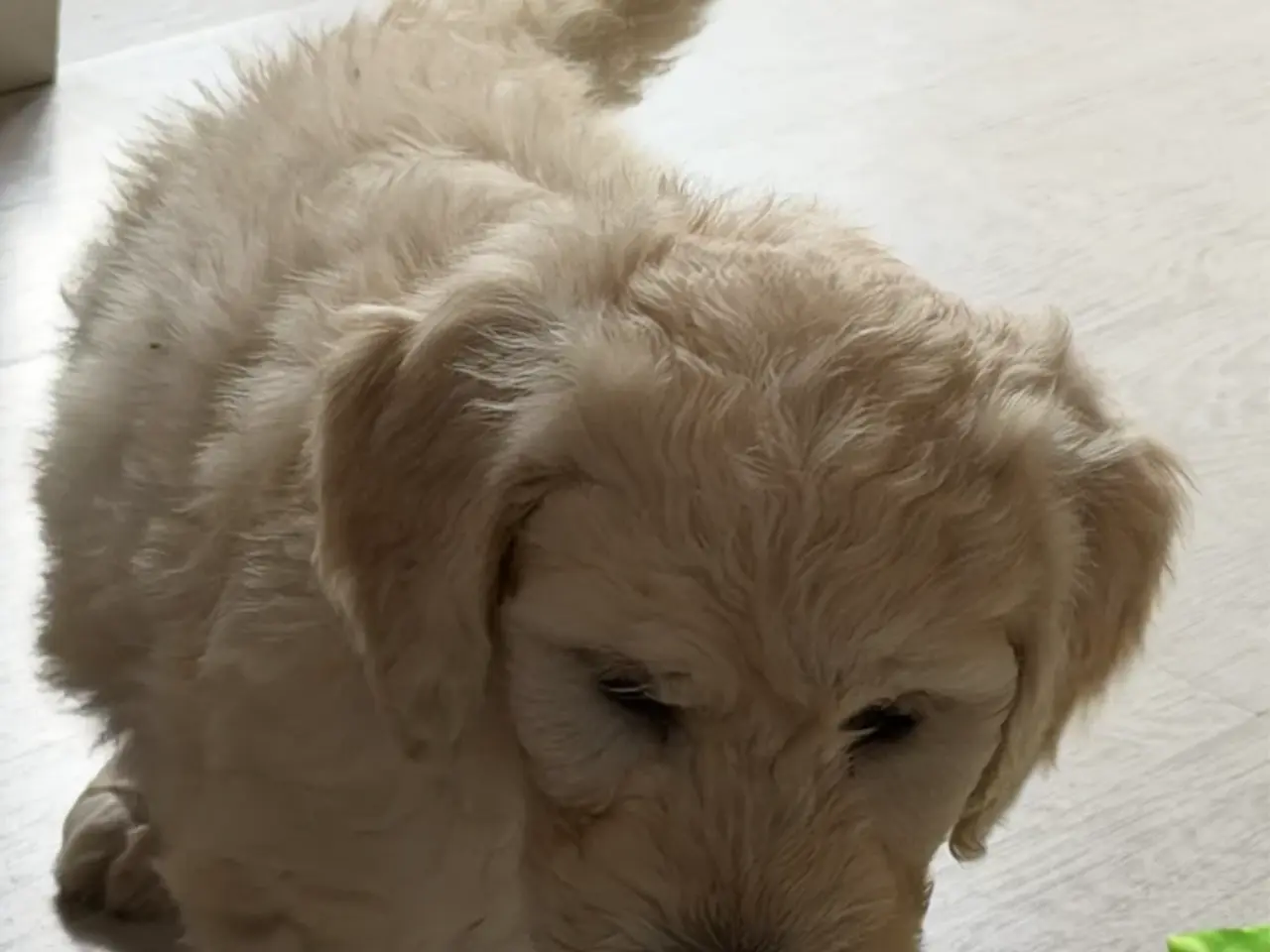 Billede 5 - Efterårstilbud på smukke FB1 Golden doodles