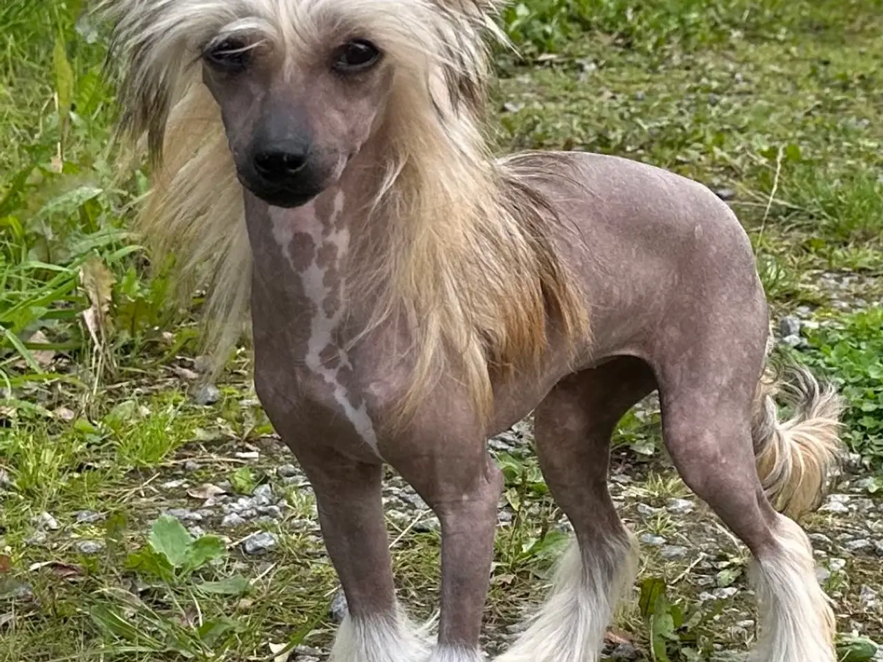 Billede 13 - Chinese crested/Kinesisk hårløs, allergivenlige