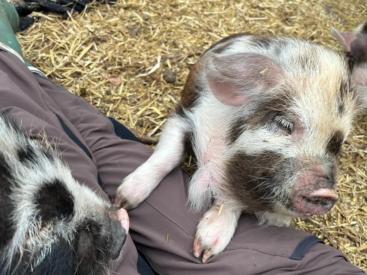 Billede 2 - Kælne kunekune smågrise sælges. 