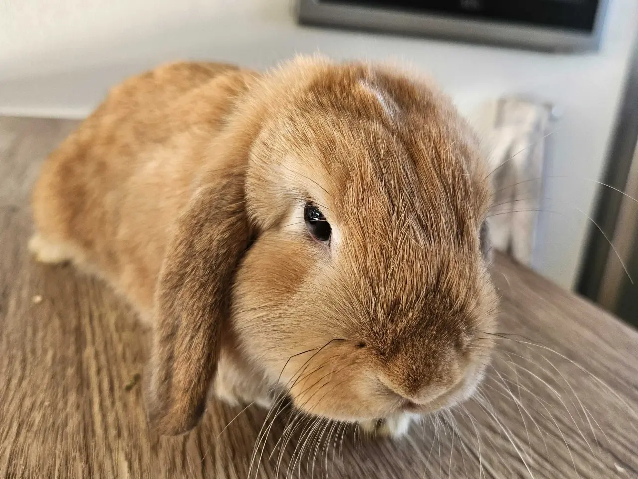 Billede 2 - Kanin mini-lop