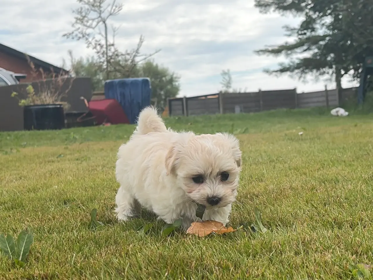 Billede 6 - Fine mini Maltipoo babyer