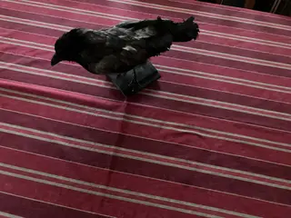 Udstoppet Lokke Kage