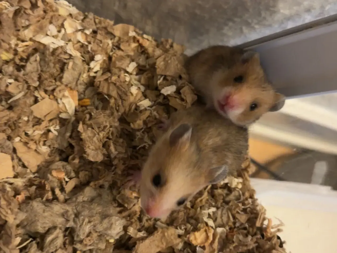 Billede 3 - Guldhamster unger