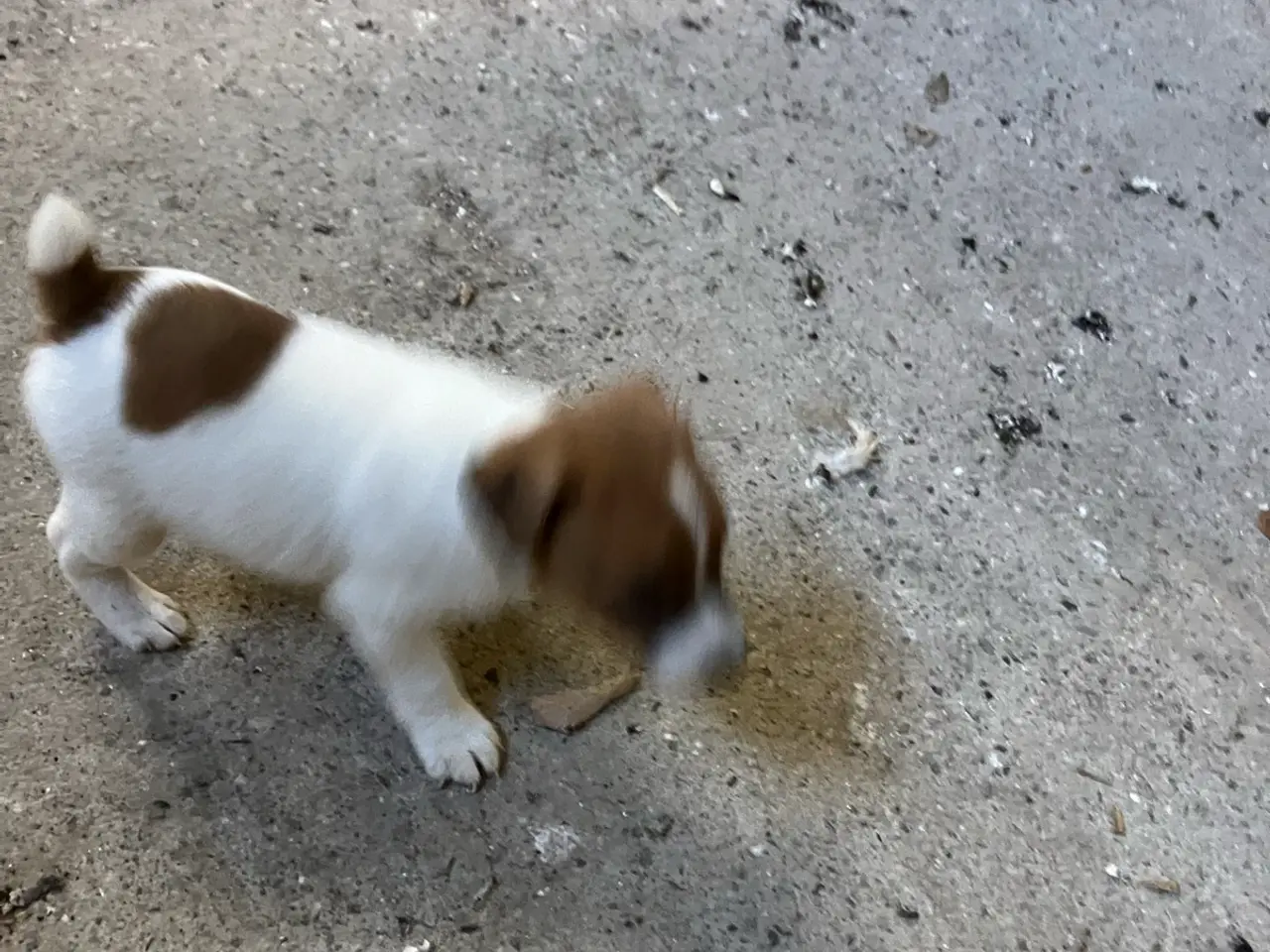Billede 4 - Jack Russel hvalpe