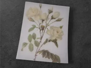 Botanisk mini-tryk: White Rose Reverie