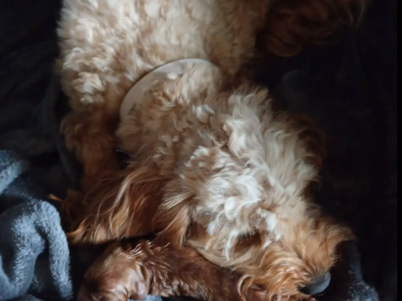 Billede 5 - Cavapoo-hvalpe