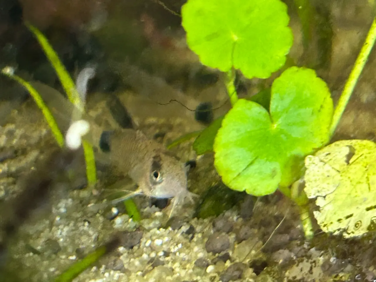 Billede 2 - 🐼🌟 Panda Longfin Pansermaller 3-4 cm | Premium |