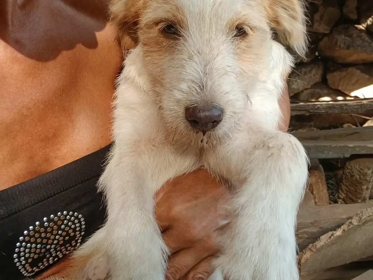 Billede 5 - Nuttede nutmeg søger familie. 