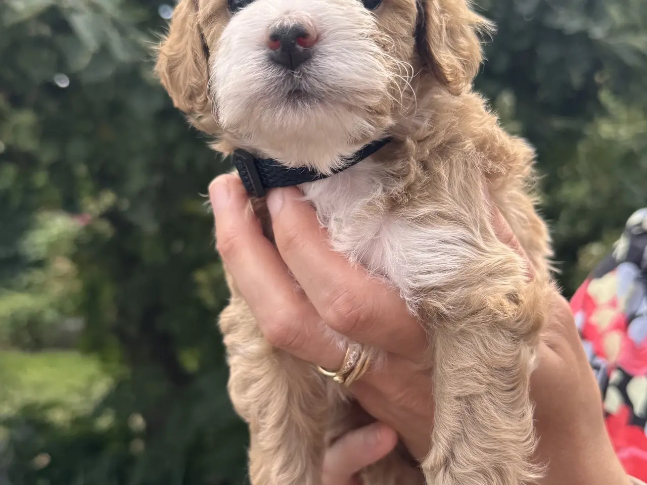 Billede 11 - Maltipoo-hvalpe søger deres familier