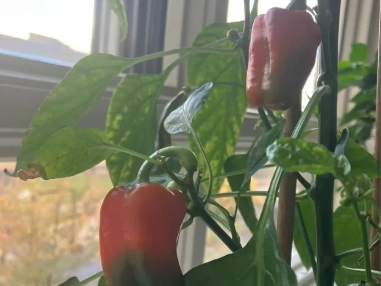 Billede 5 - Chili frø
