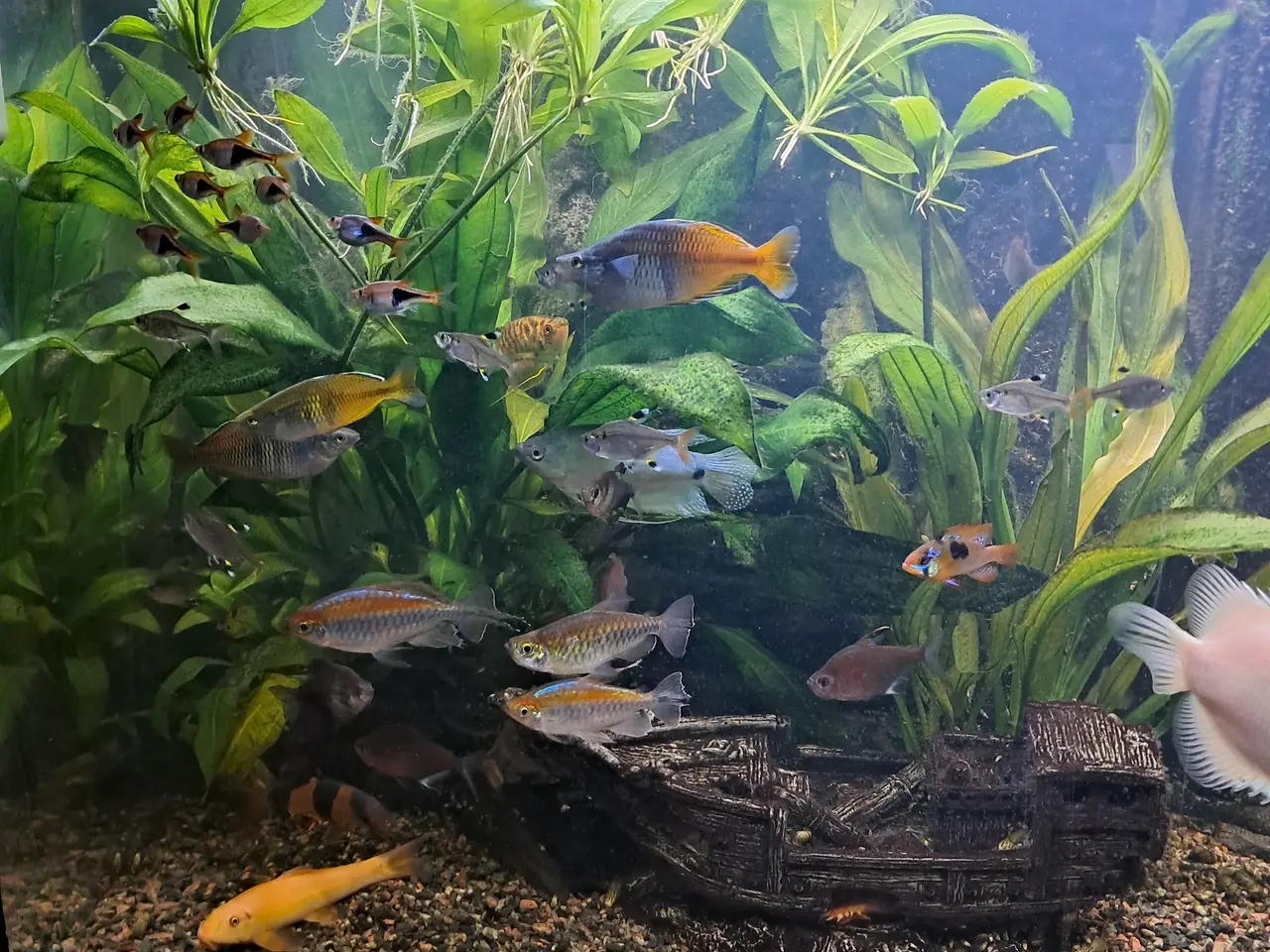 Billede 8 - Sort Juvel Aqua Lido akvarium 200 liters til salg.