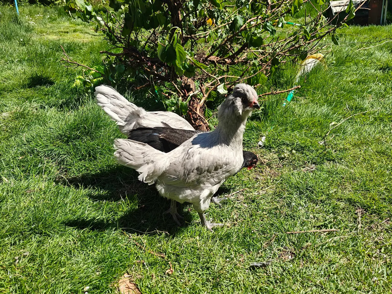 Billede 2 - engelske araucana, wyandotter