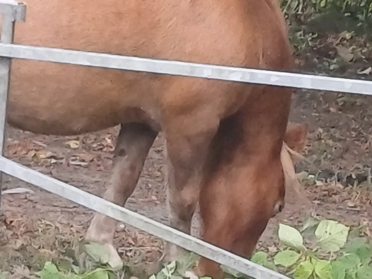 Billede 7 - Pony hoppe evt bytte med atv