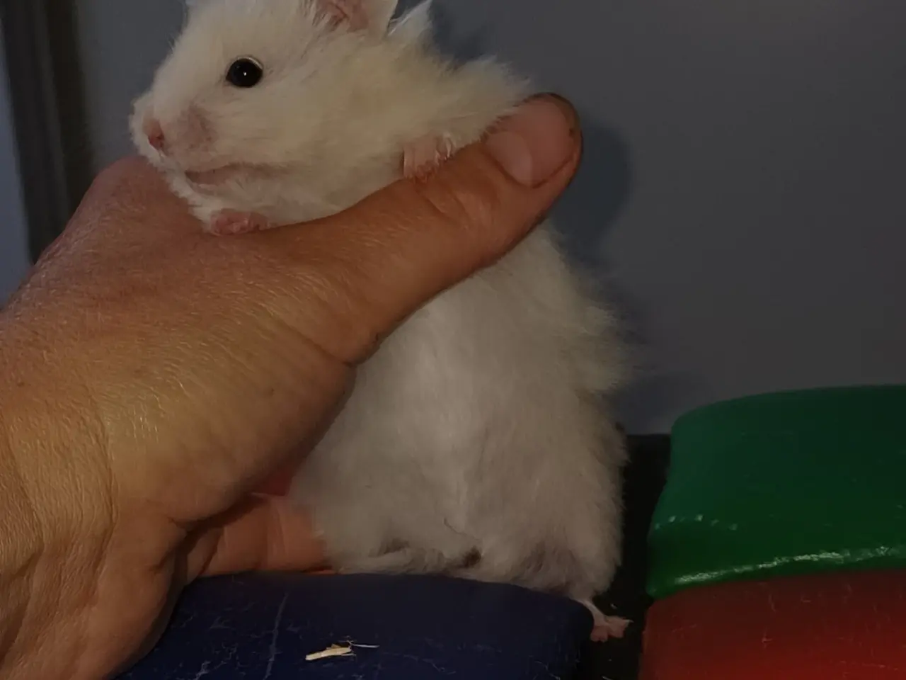 Billede 6 - Guldhamster unger (langhårede)