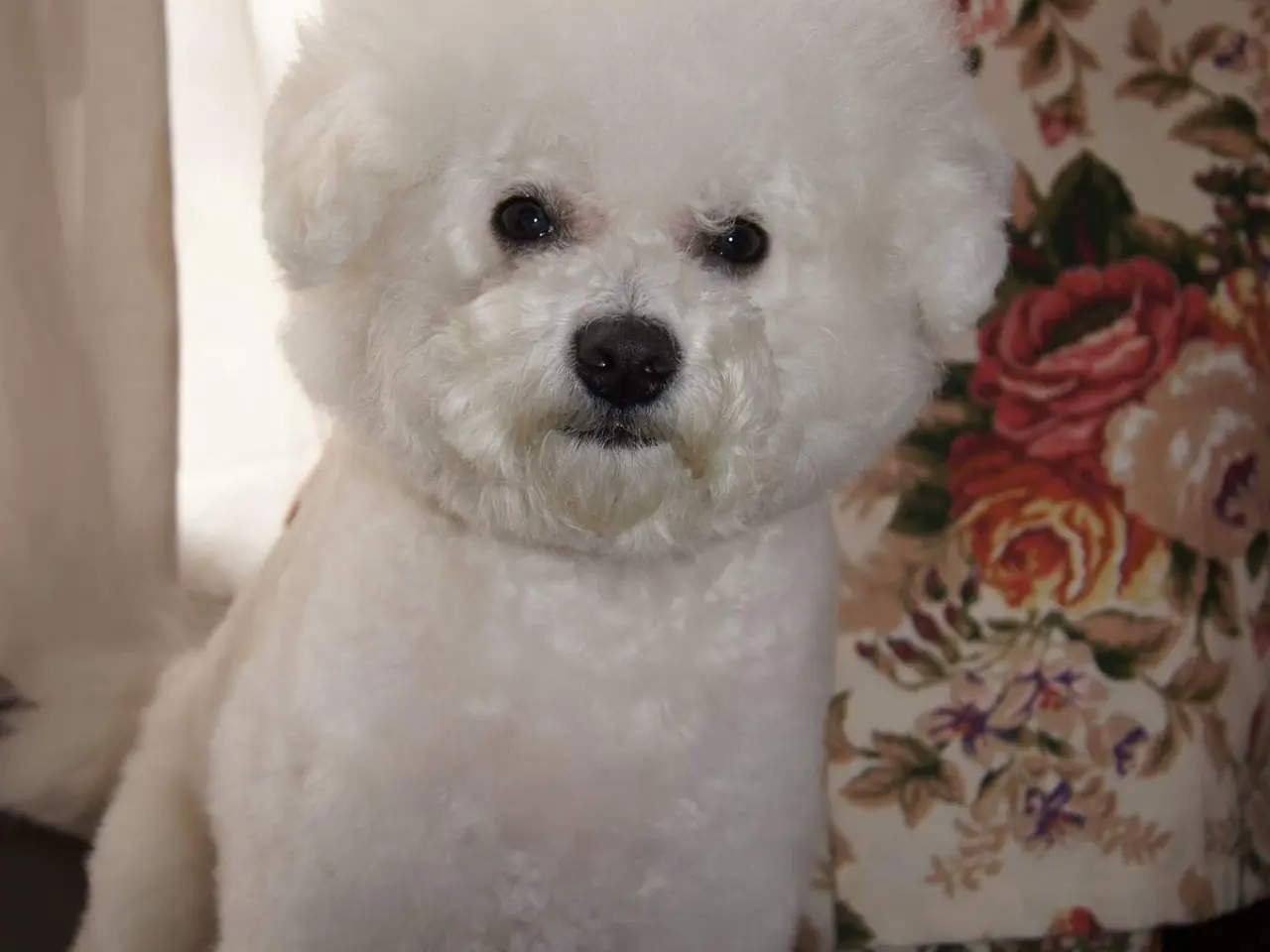 Billede 11 - Bichon Frise allergivenlige hvalpe
