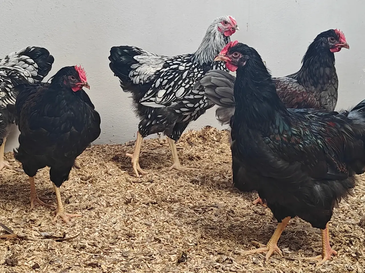 Billede 6 - Wyandotter og barnevelder