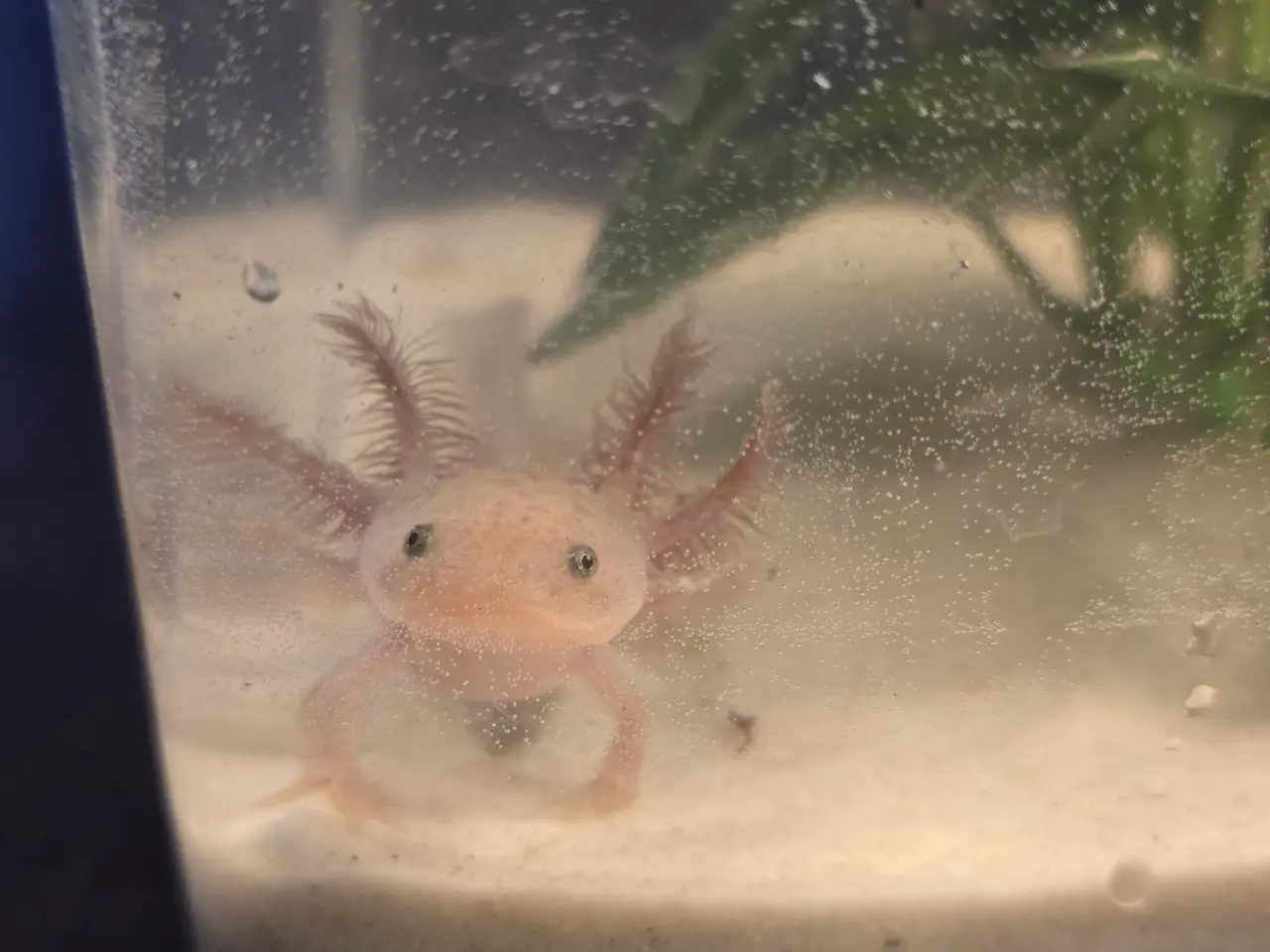 Billede 1 - Axolotl unger fra kendte linjer