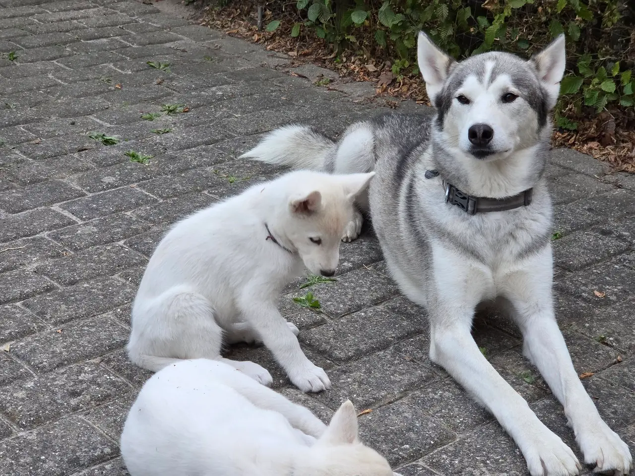 Billede 7 - Siberian husky og samojede hvalpe sælges
