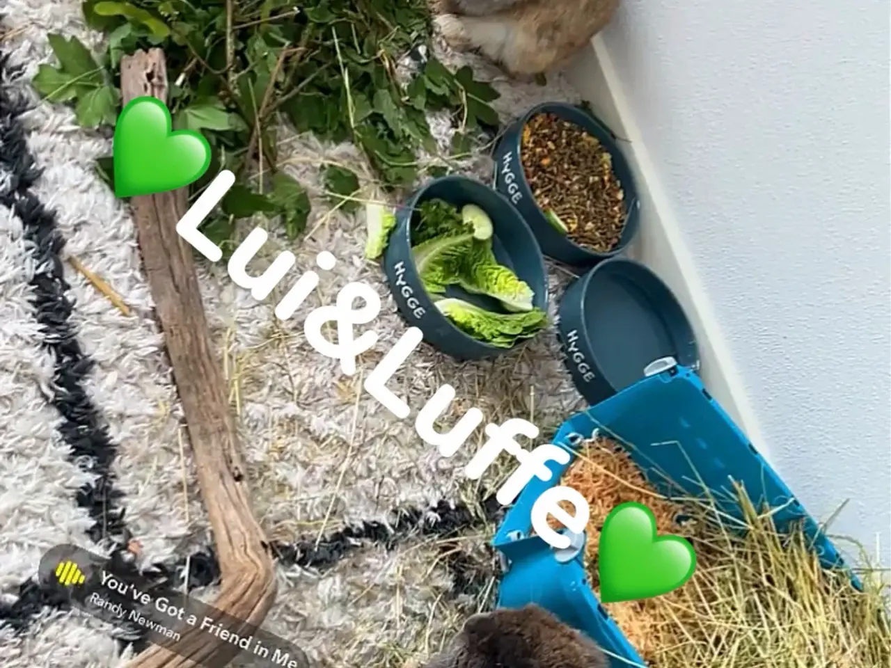 Billede 3 - Loui og Luffe søger nyt hjem