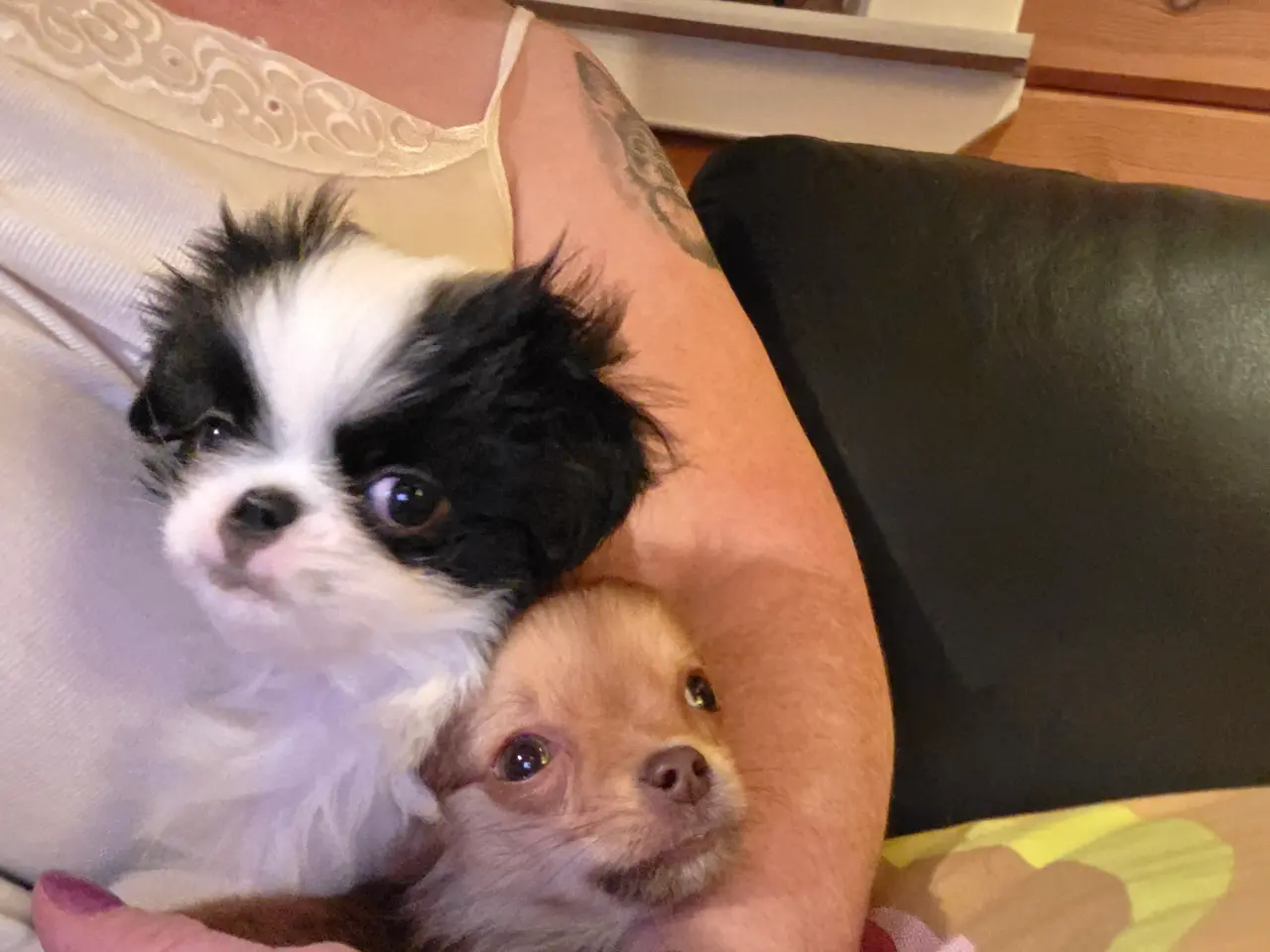 Billede 3 - Hvalp japanese chin