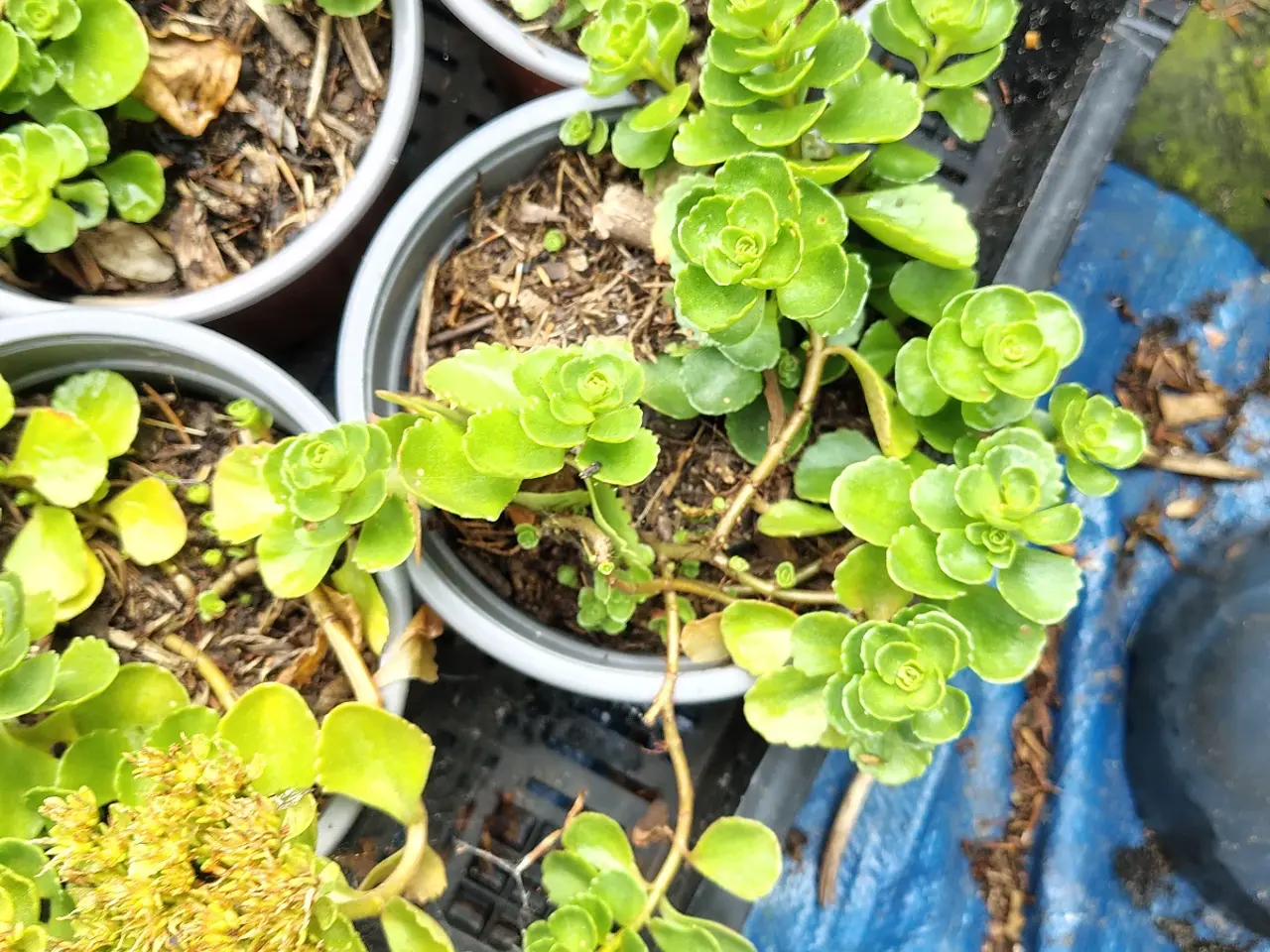 Billede 6 - Stenurt (Sedum spurium 'Album') i potte