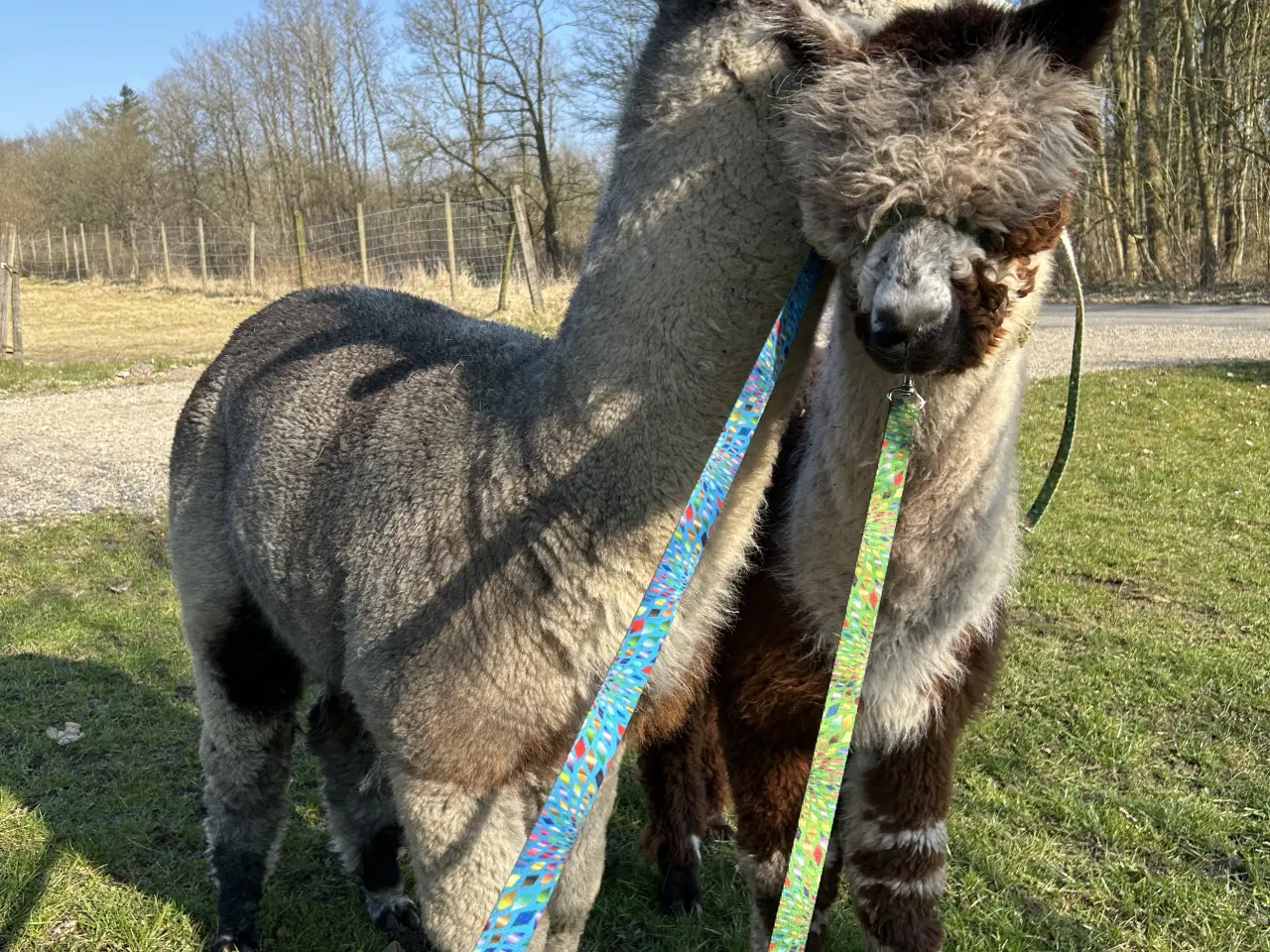 Billede 1 - Alpaca hingst sælges
