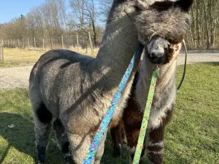 Alpaca hingst sælges