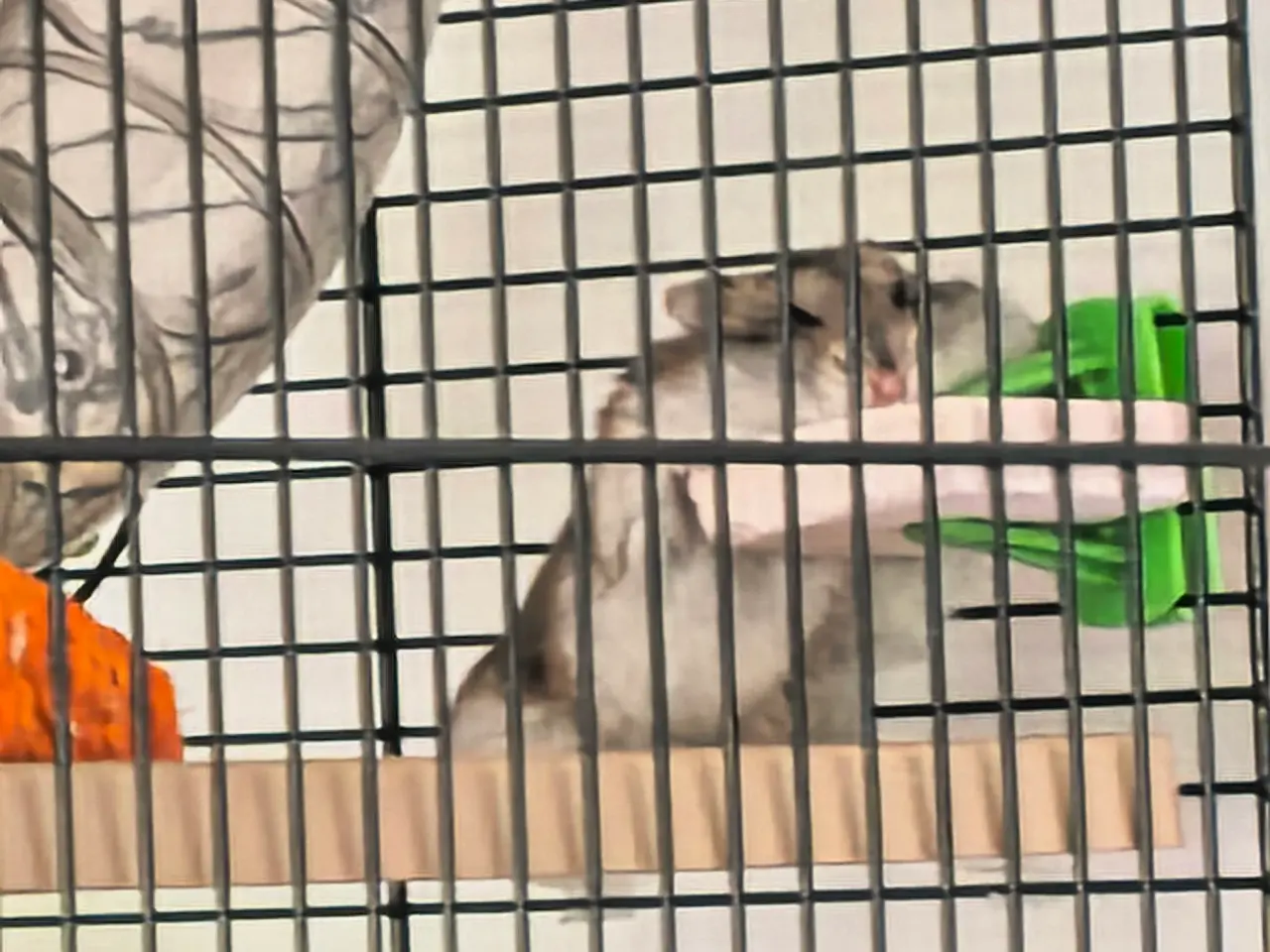 Billede 2 - Hamster 🐹 en lille han
