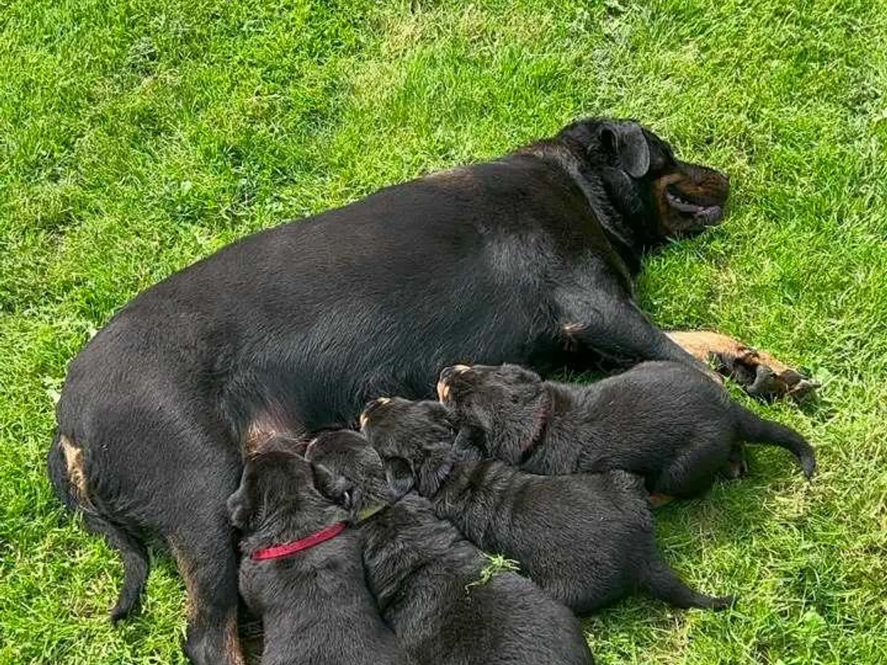 Billede 16 - Rottweiler han til avl