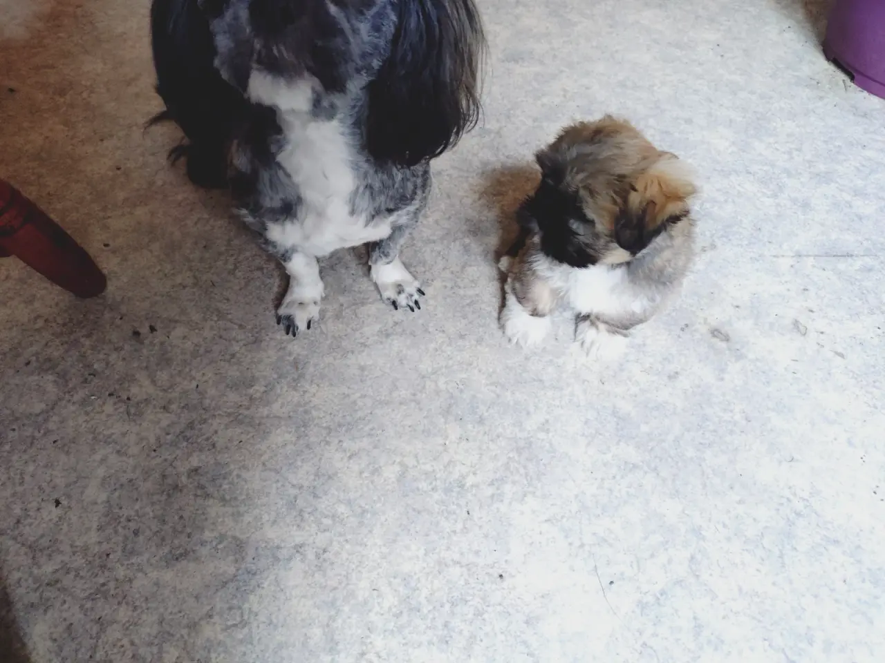 Billede 9 - Lhasa apso hvalpe med stambog 